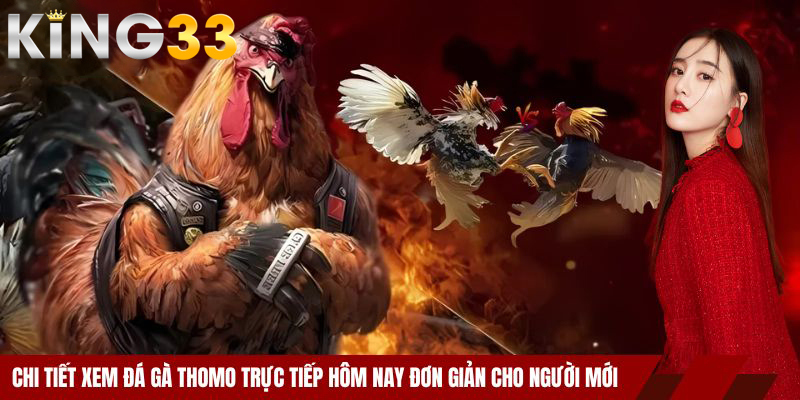 Đá gà Thomo trực tiếp hôm nay