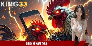 Chiến kê xám thần