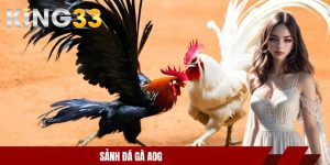 Sảnh đá gà AOG