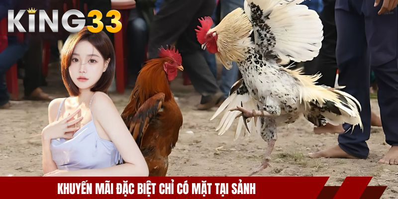 Sảnh đá gà AOG - Thế Giới Của Tốc Độ Và Chiến Lược Chuẩn 3 Khuyến mãi đặc biệt chỉ có mặt tại sảnh