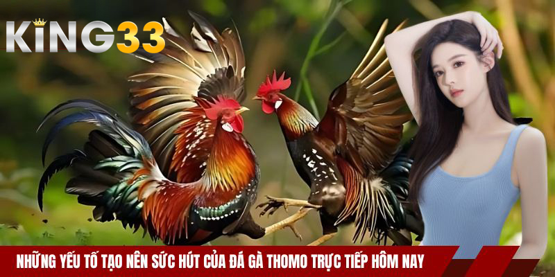 Những yếu tố tạo nên sức hút của đá gà Thomo trực tiếp hôm nay