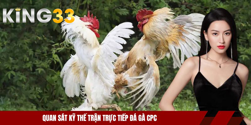 Trực Tiếp Đá Gà CPC - Trải Nghiệm Xanh Chín, Minh Bạch 4 Quan sát kỹ thế trận trực tiếp đá gà CPC