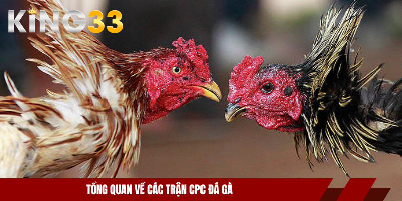 Trực Tiếp Đá Gà CPC - Trải Nghiệm Xanh Chín, Minh Bạch 2 Tổng quan về các trận CPC đá gà